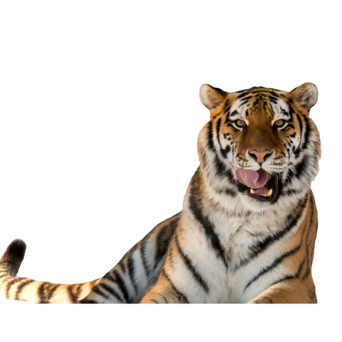 Tiger png background