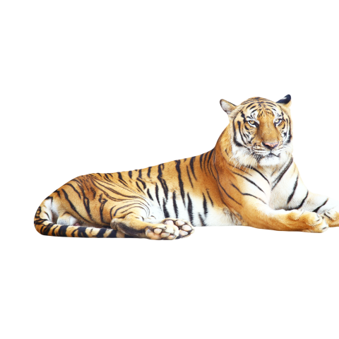 Tiger picture png transparent image download