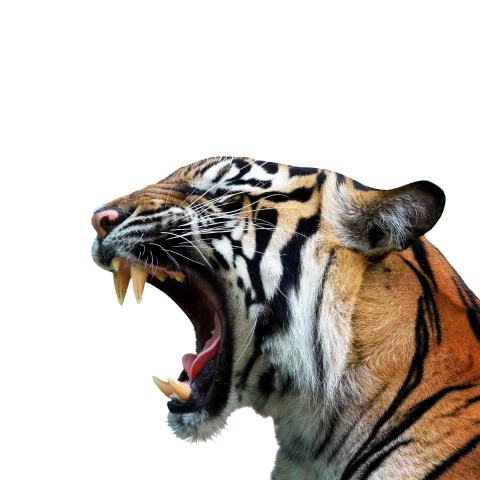 Tiger face png transparent image free download