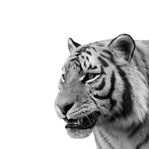 Tiger face png transparent image download