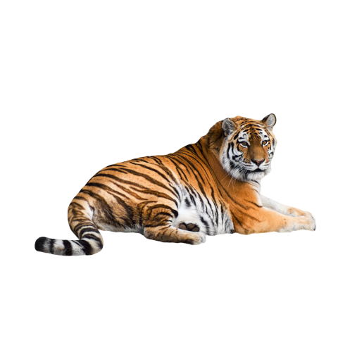 Tiger picture png transparent images download