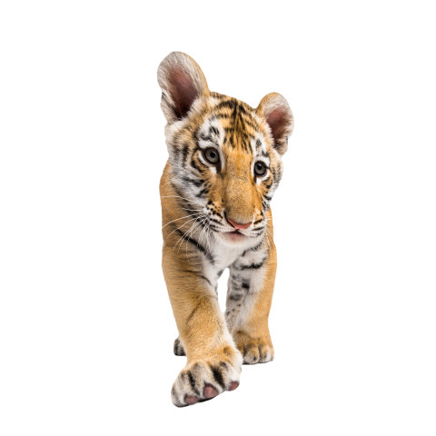 Tiger picture png transparent image free download