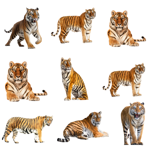 Tiger png images for free download