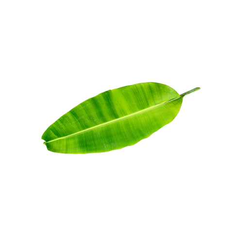 Banana leaf png image free download